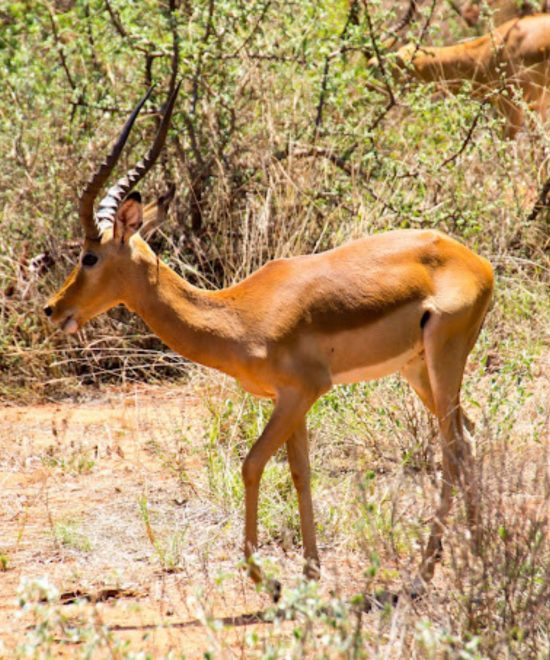 3 Days Tsavo West Bush Safari Package