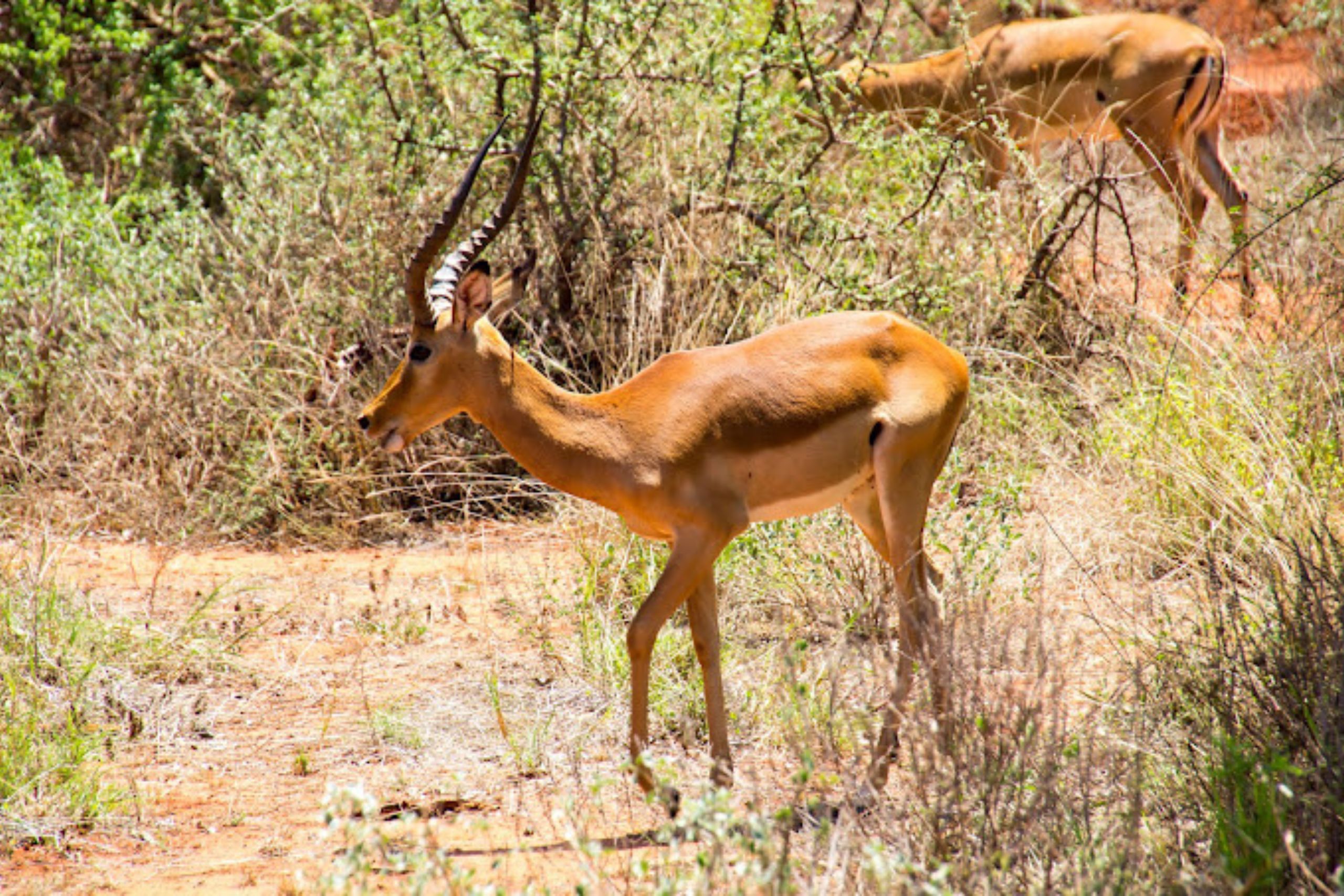 3 Days Tsavo West Bush Safari Package