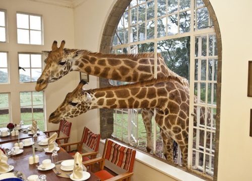 Day Tour To Nairobi National Park, Elephant Orphanage, Giraffe Centre And Karen Blixen Museum