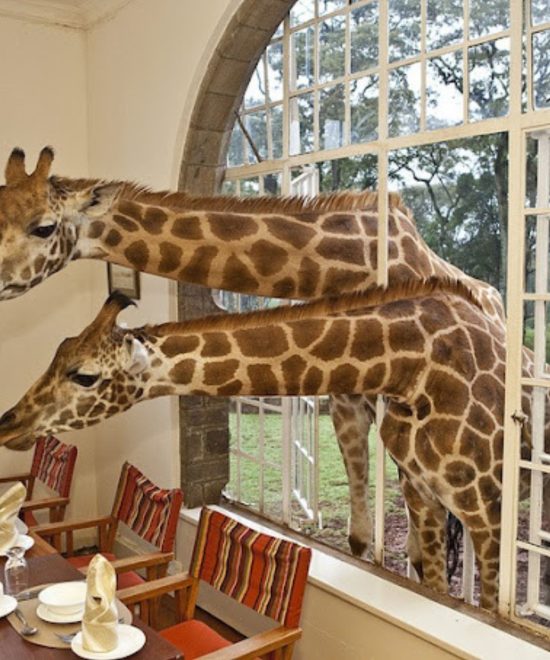 Day Tour To Nairobi National Park, Elephant Orphanage, Giraffe Centre And Karen Blixen Museum