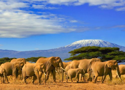 7-Day Memorable Adventure in Tanzania