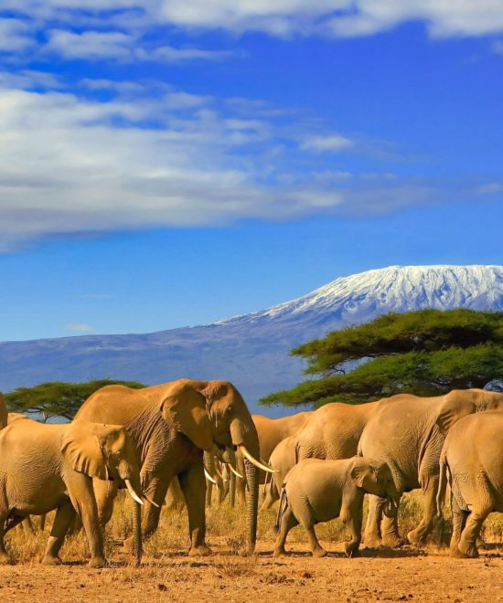 7-Day Memorable Adventure in Tanzania