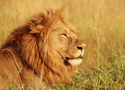 3 Days Masai Mara Safari ~ Budget