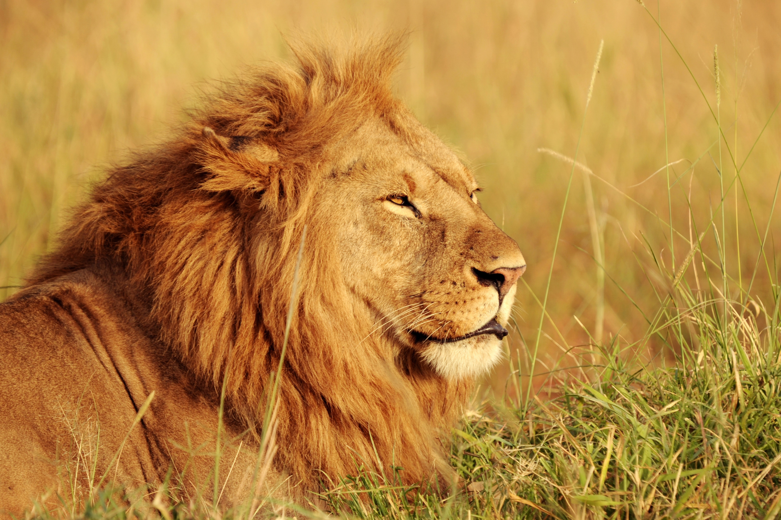 3 Days Masai Mara Safari ~ Budget