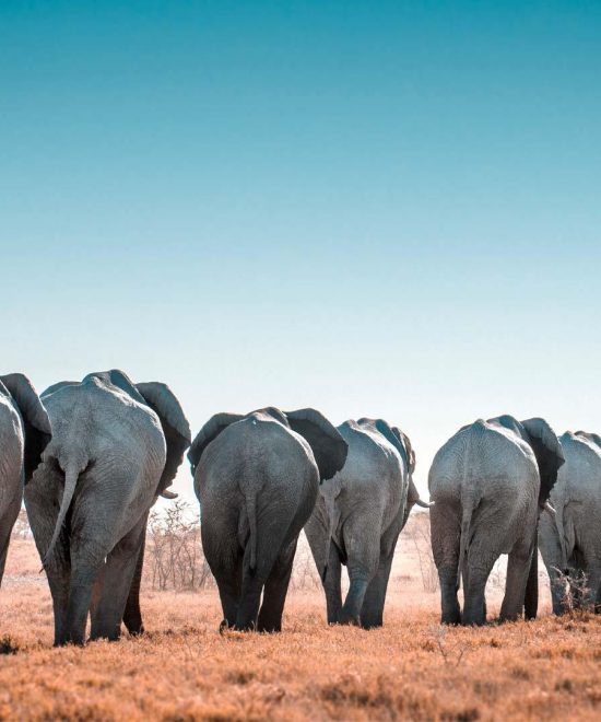 12 Nights Classic Namibia Safari