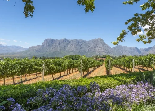 5-Day Trip Across Cape Town's Winelands