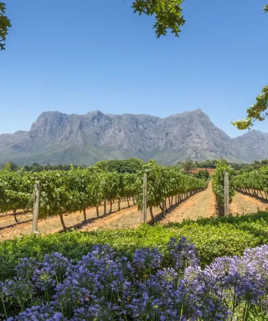 5-Day Trip Across Cape Town's Winelands