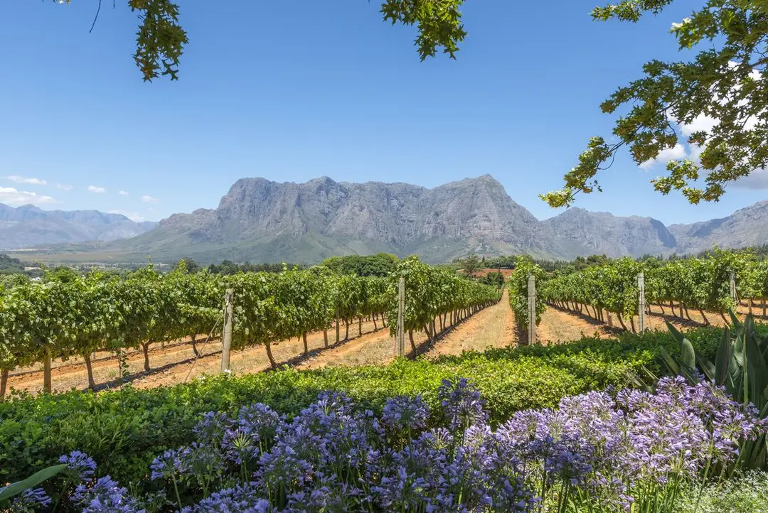 5-Day Trip Across Cape Town's Winelands