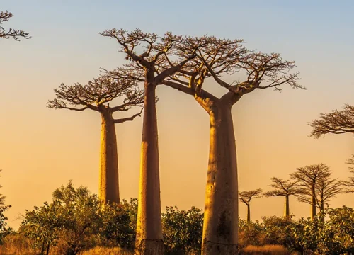 15-Day Tour of Magnificent Madagascar