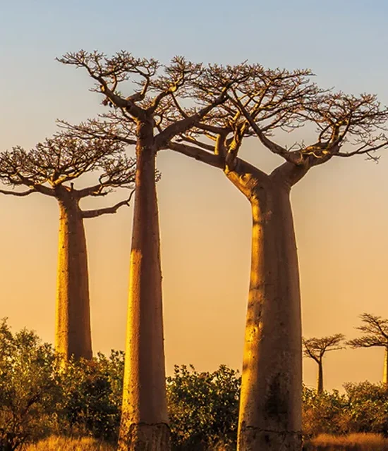 15-Day Tour of Magnificent Madagascar