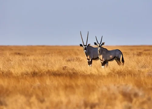 13-Day Thrilling Namibia Tour