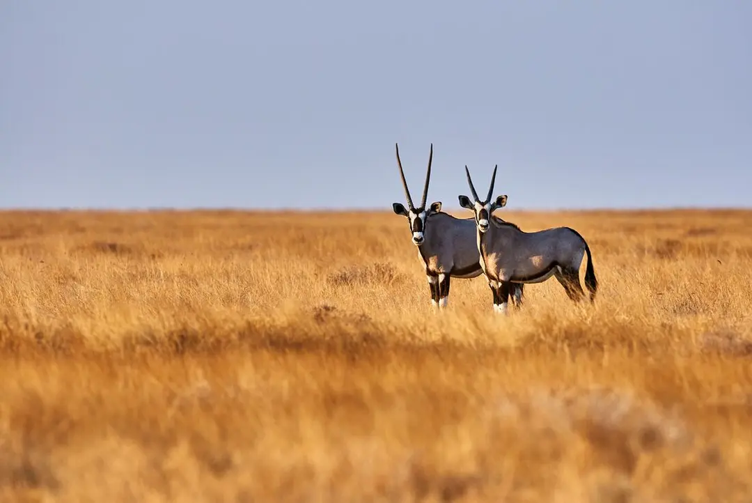 13-Day Thrilling Namibia Tour