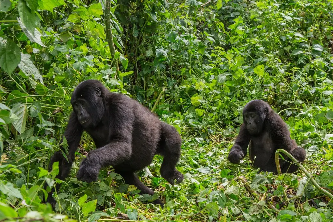 4 Days To Explore The Beautiful Rwanda