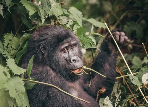 6-Day Rare Wildlife Experience in Rwanda and Uganda