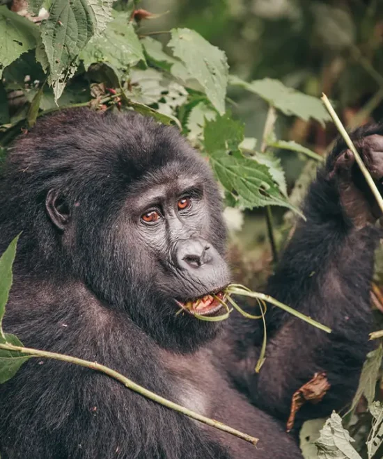 6-Day Rare Wildlife Experience in Rwanda and Uganda