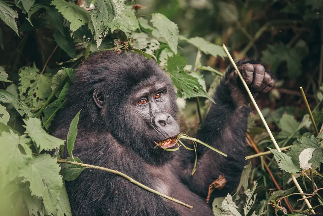 6-Day Rare Wildlife Experience in Rwanda and Uganda