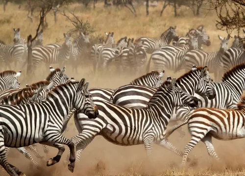 13-Day Exciting East African Safari