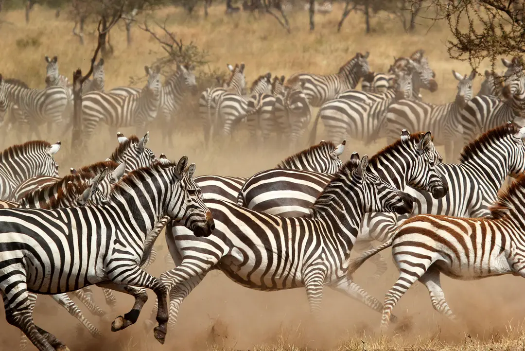 13-Day Exciting East African Safari