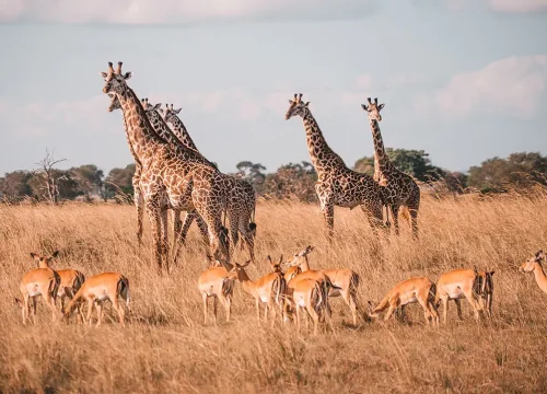 17-Day Safari Through Zimbabwe To Tanzania