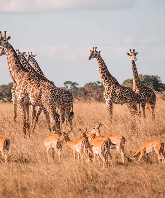 17-Day Safari Through Zimbabwe To Tanzania