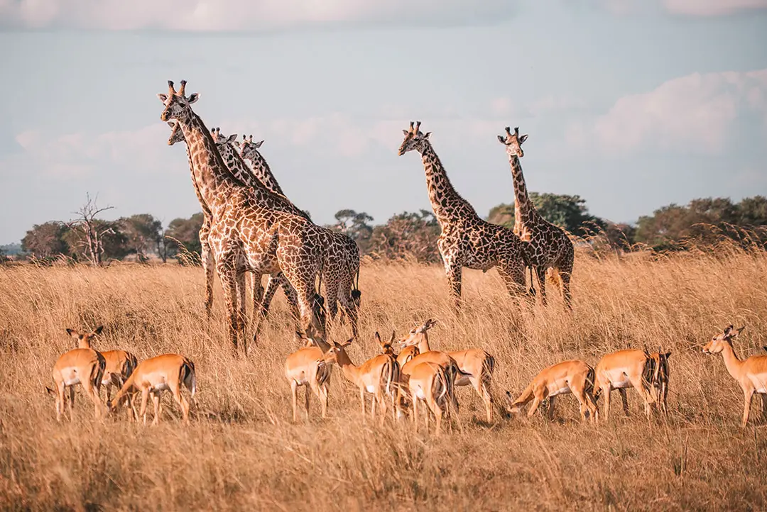 17-Day Safari Through Zimbabwe To Tanzania